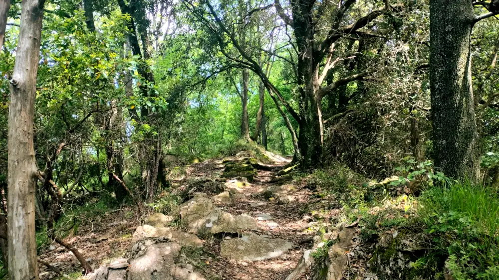 bosco sentiero recco